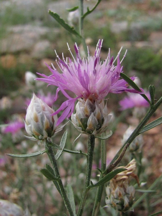 Изображение особи Centaurea vankovii.