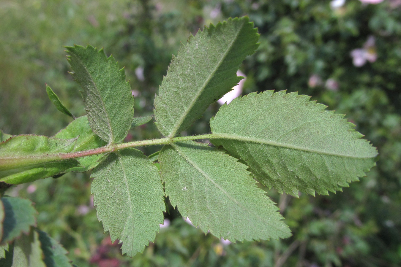 Image of Rosa andegavensis specimen.