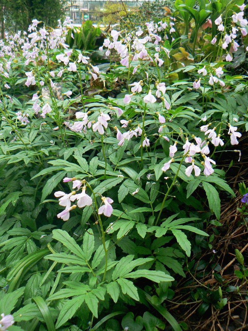 Image of Cardamine quinquefolia specimen.