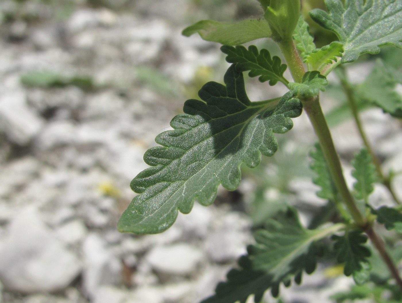 Image of genus Scutellaria specimen.