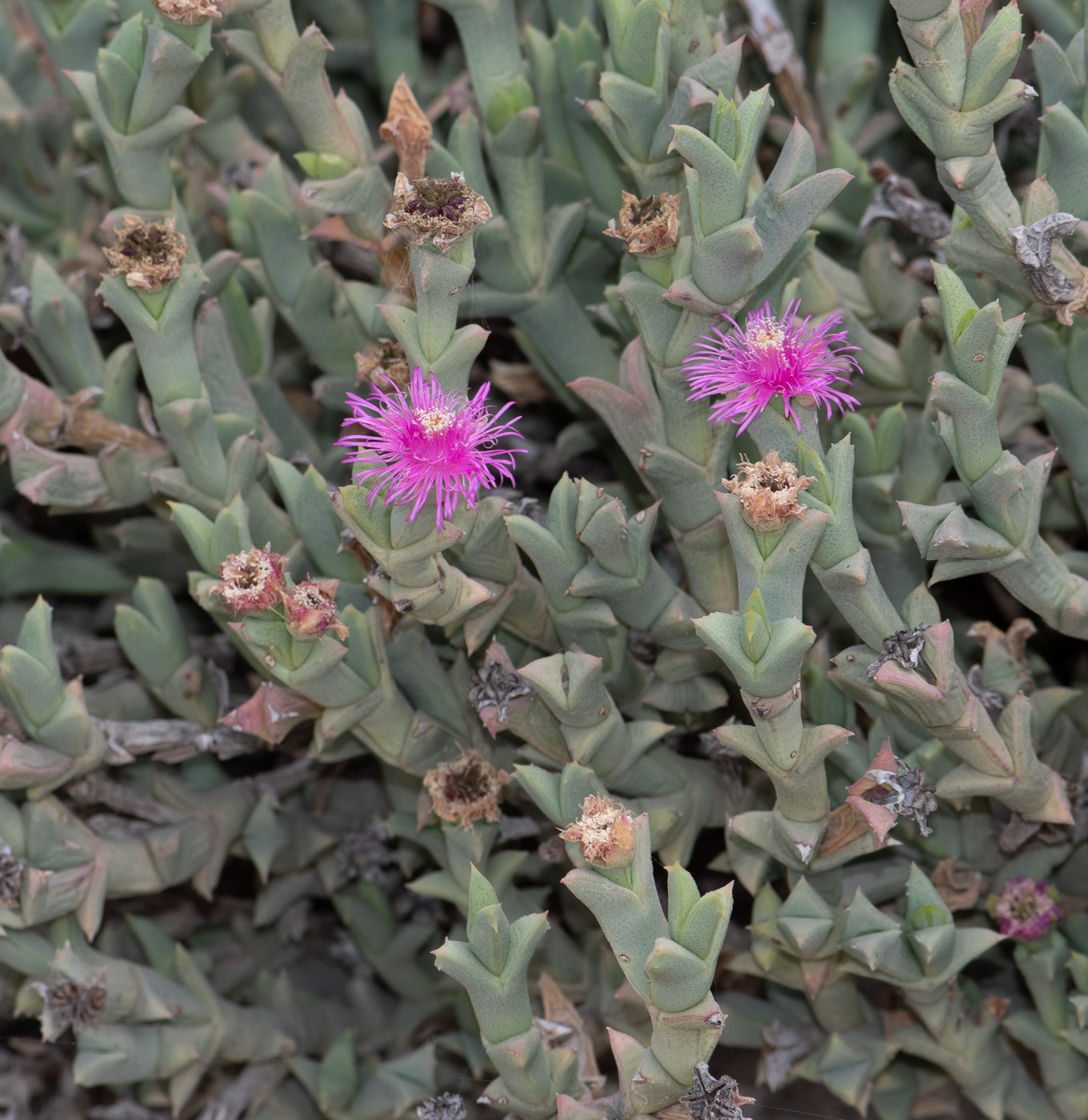 Изображение особи Ruschia perfoliata.