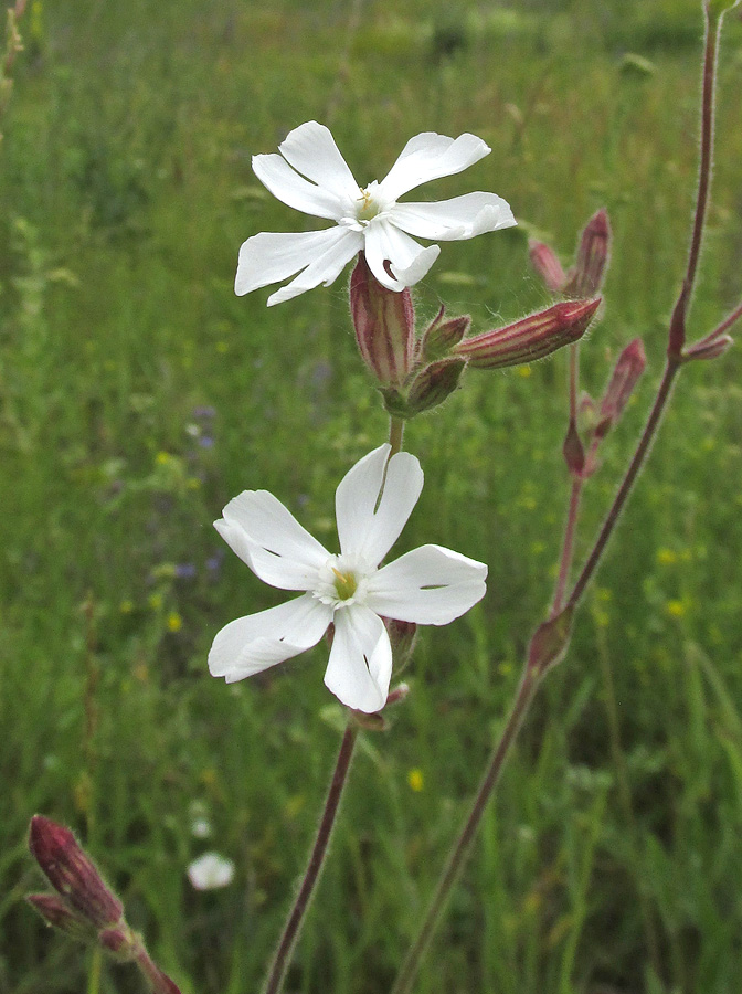 Image of Melandrium album specimen.