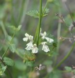 род Stachys. Соцветиe (мутовка). Турция, ил Артвин, окр. деревни Кёрпюгёрен, каменистый склон скалы. 23.04.2019.