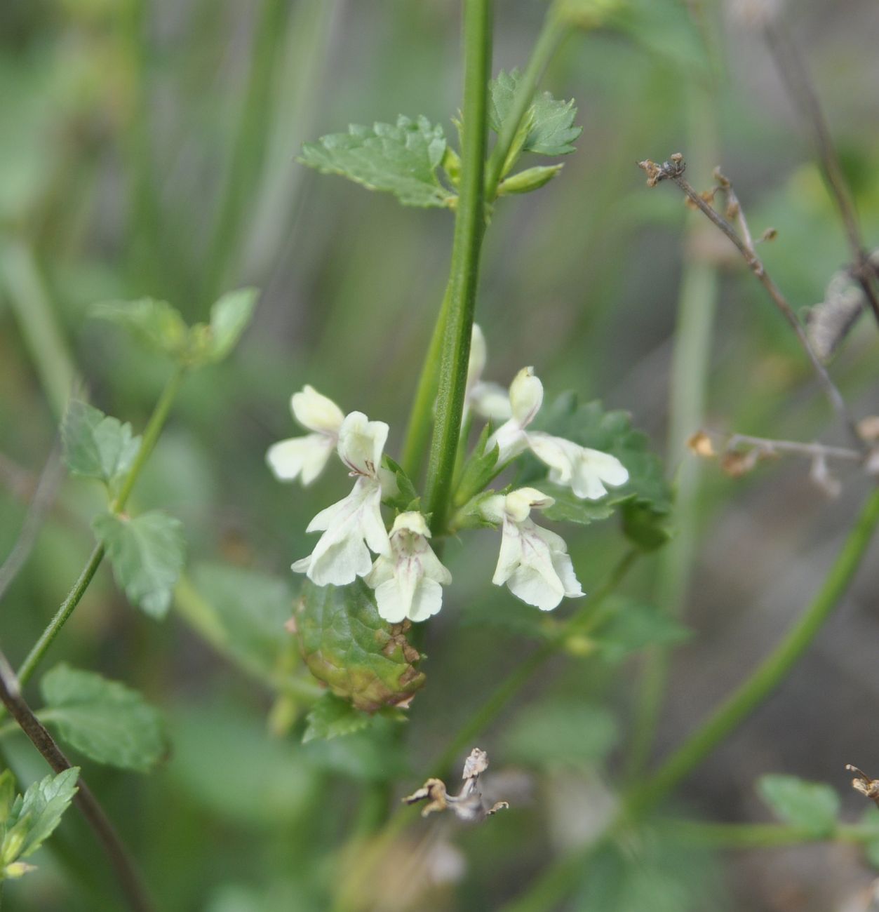 Изображение особи род Stachys.