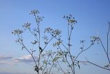 Cervaria caucasica