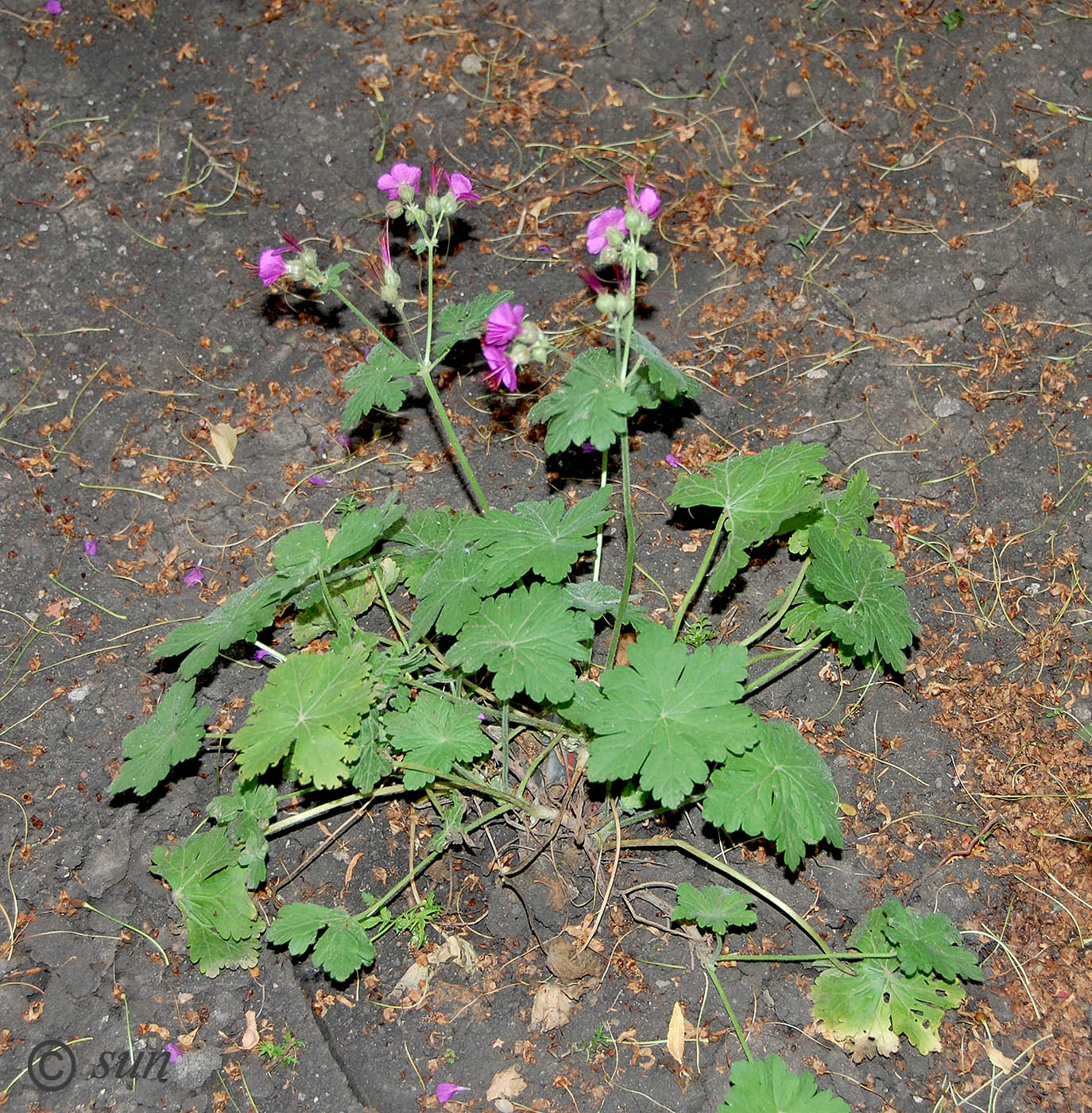 Image of Geranium macrorrhizum specimen.