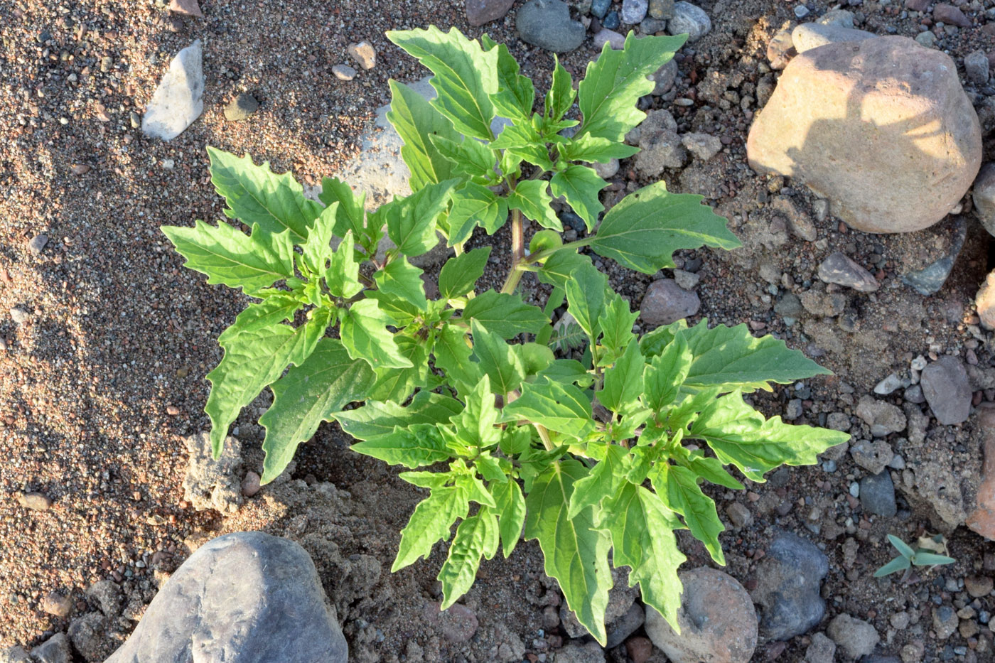 Изображение особи Physalis angulata.