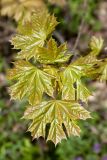 Acer platanoides. Молодые листья. Ленинградская обл., Кингисеппский р-н, окр. дер. Урмизно близ охоторыболовной базы \"Динамо\", смешанный елово-лиственный лес с участием широколиственных пород. 18.05.2019.