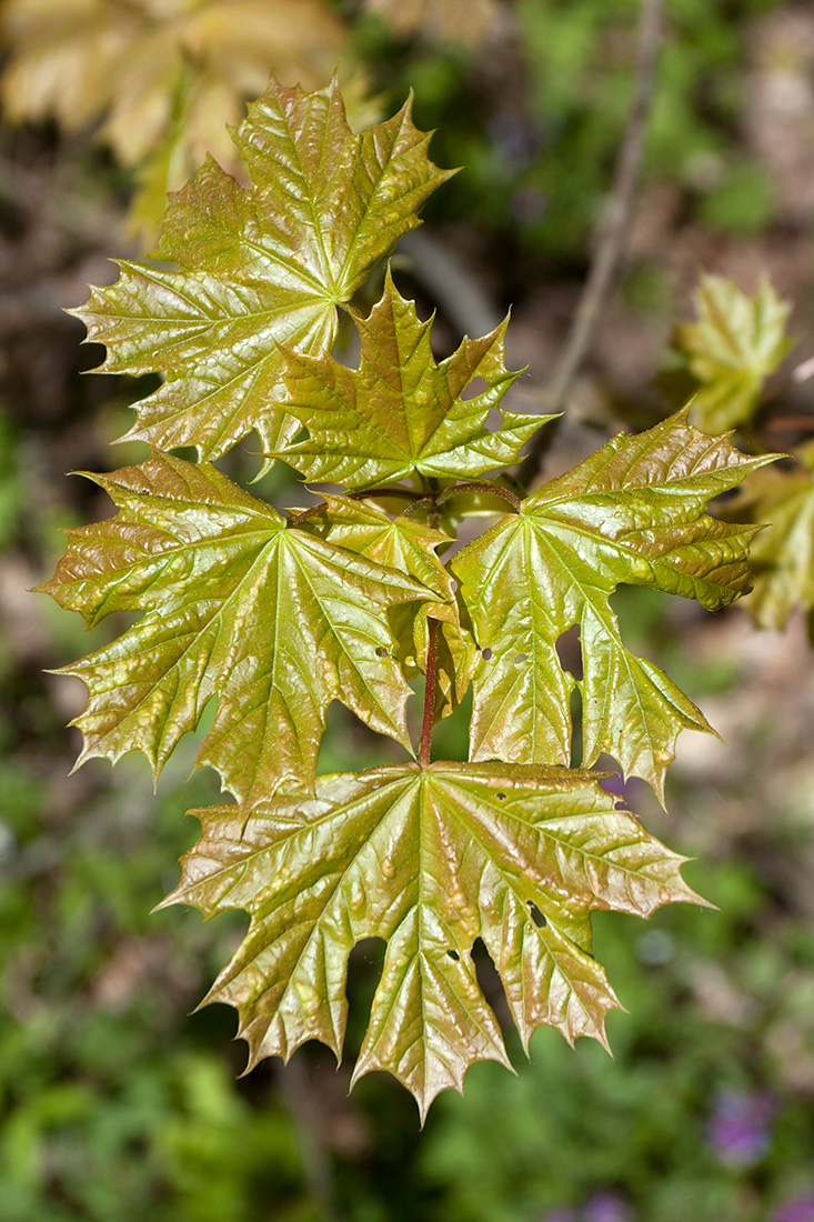Изображение особи Acer platanoides.