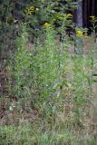 Solidago gigantea