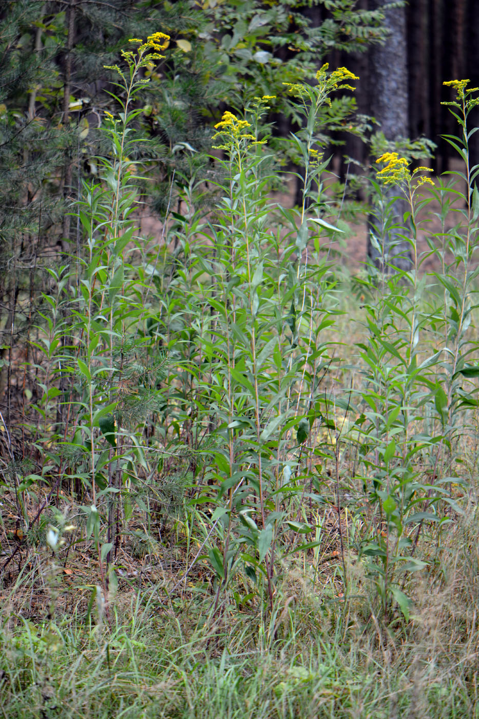 Изображение особи Solidago gigantea.