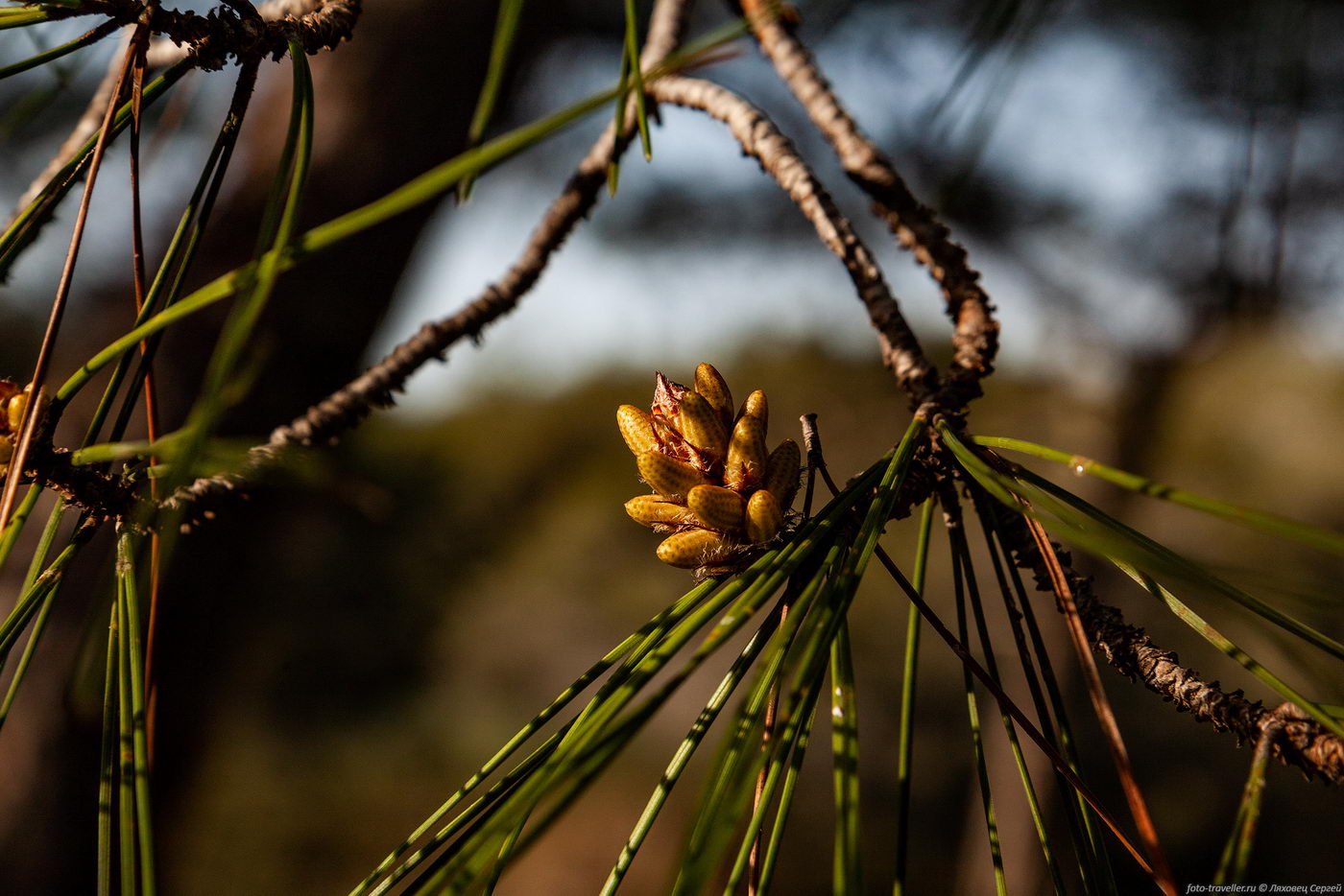 Изображение особи род Pinus.