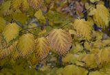 Hamamelis virginiana. Часть ветки с листьями в осенней окраске. Москва, Воробьёвы горы, Ботанический сад МГУ, в культуре. 08.10.2019.