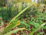 Hakonechloa macra. Соплодие. Московская обл., Щёлковский р-н, в культуре. 20.10.2019.