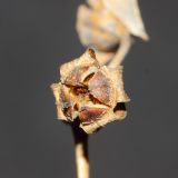 genus Philadelphus. Плод. Ростовская обл., г. Таганрог, в озеленении на улице. 31.10.2019.