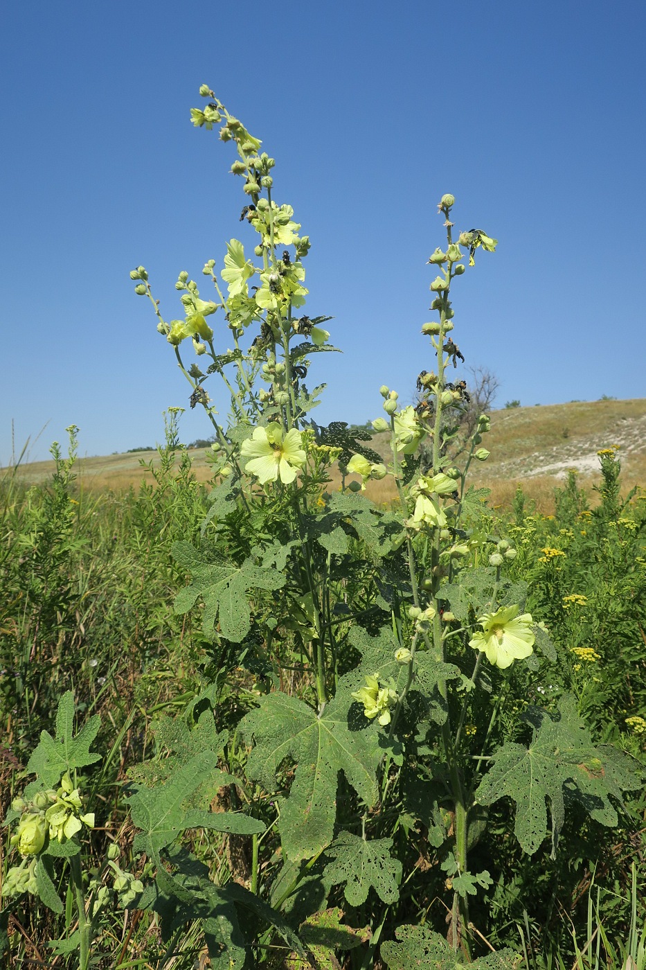 Изображение особи Alcea rugosa.