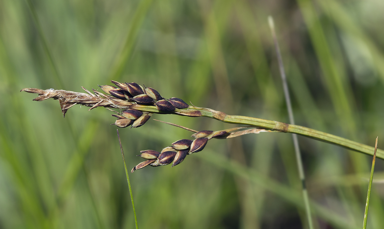 Изображение особи Carex rariflora.