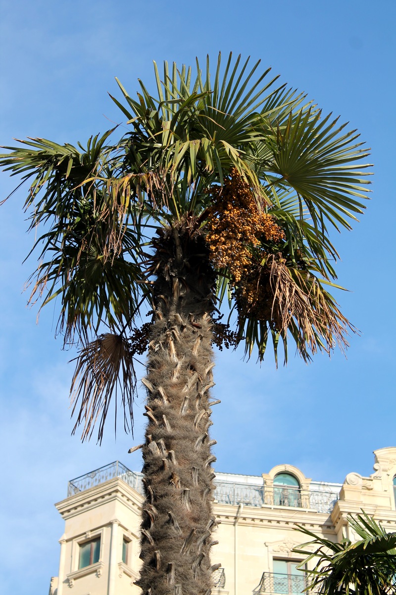 Image of Trachycarpus fortunei specimen.