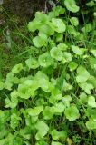 Claytonia perfoliata. Цветущие растения. США, Калифорния, Сан-Франциско, в природном парке. 15.02.2017.