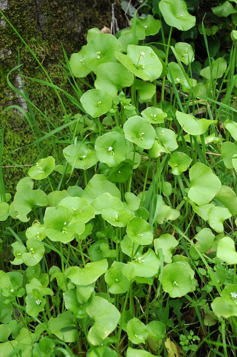 Image of Claytonia perfoliata specimen.