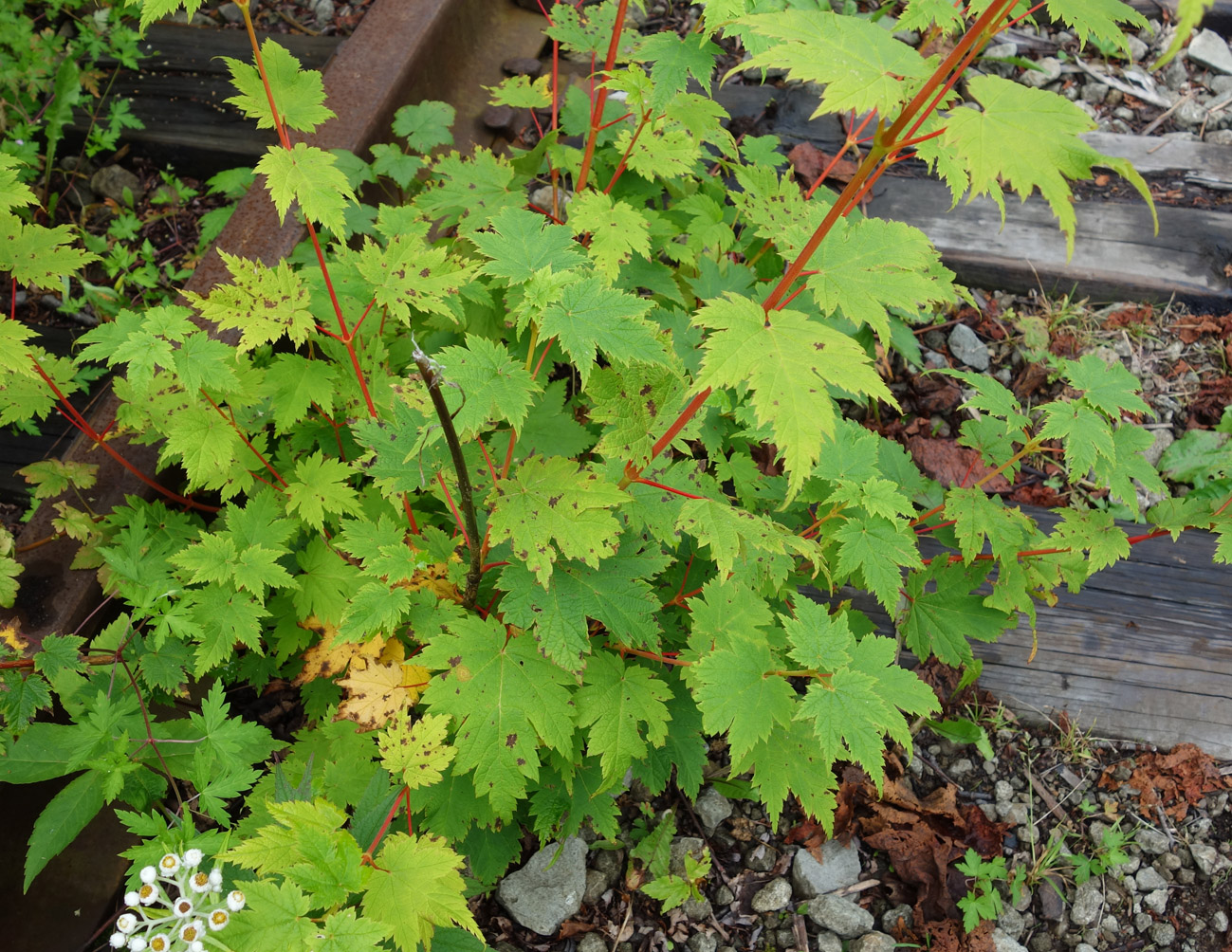 Image of Acer ukurunduense specimen.