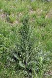 Cirsium palustre