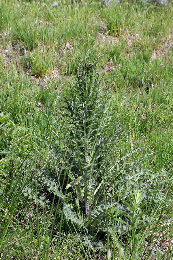 Изображение особи Cirsium palustre.