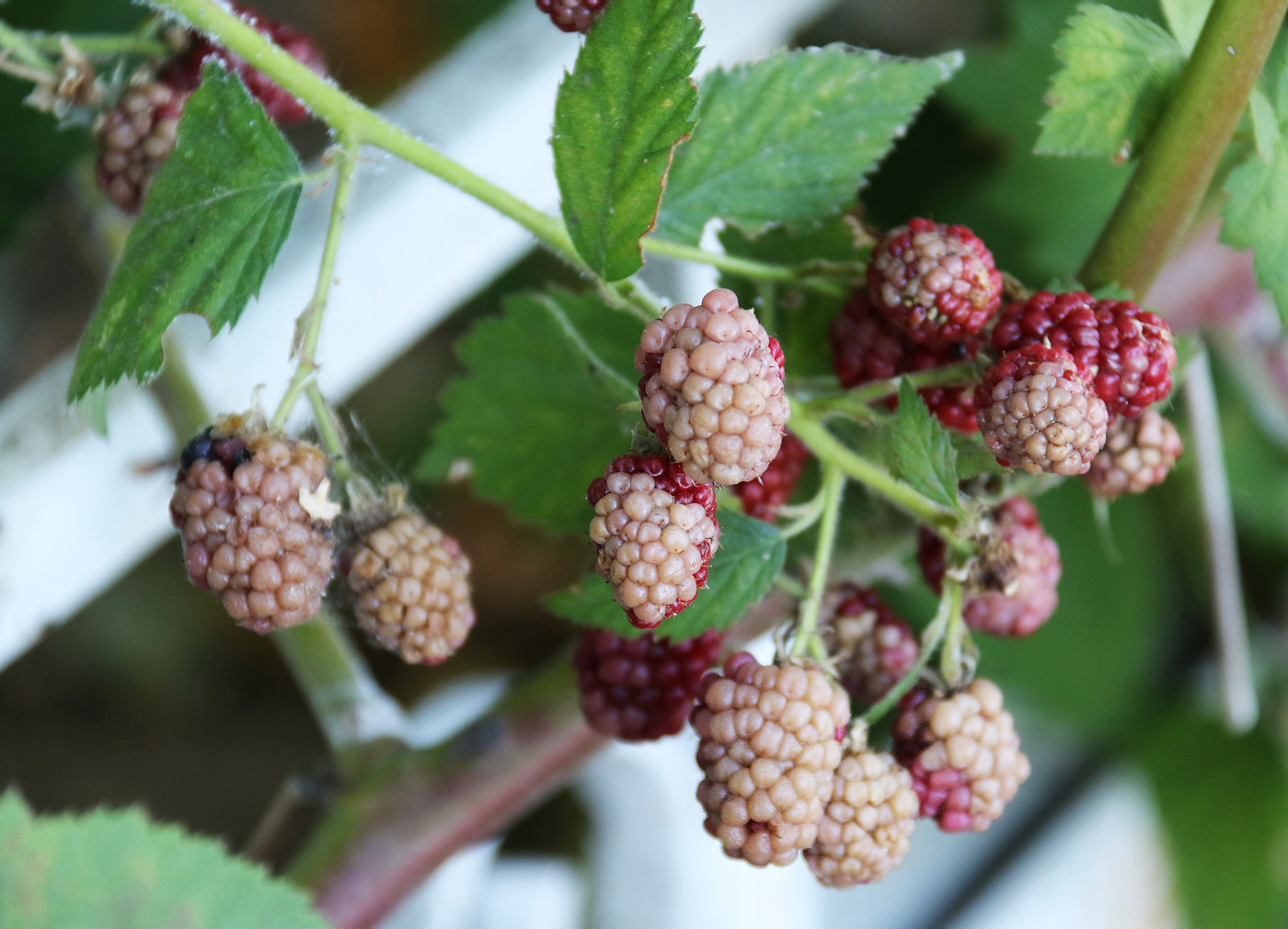 Image of Rubus sanctus specimen.