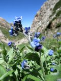 Cynoglossum capusii. Верхняя часть побега с соцветием. Казахстан, Туркестанская обл., Толебийский р-н, территория Сайрам-Угамского национального парка; Угамский хр., дол. левого притока р. Сарыайгыр (бас. р. Сайрам-Су), ≈ 2200 м н.у.м., зарастающая каменистая россыпь. 29.05.2018.