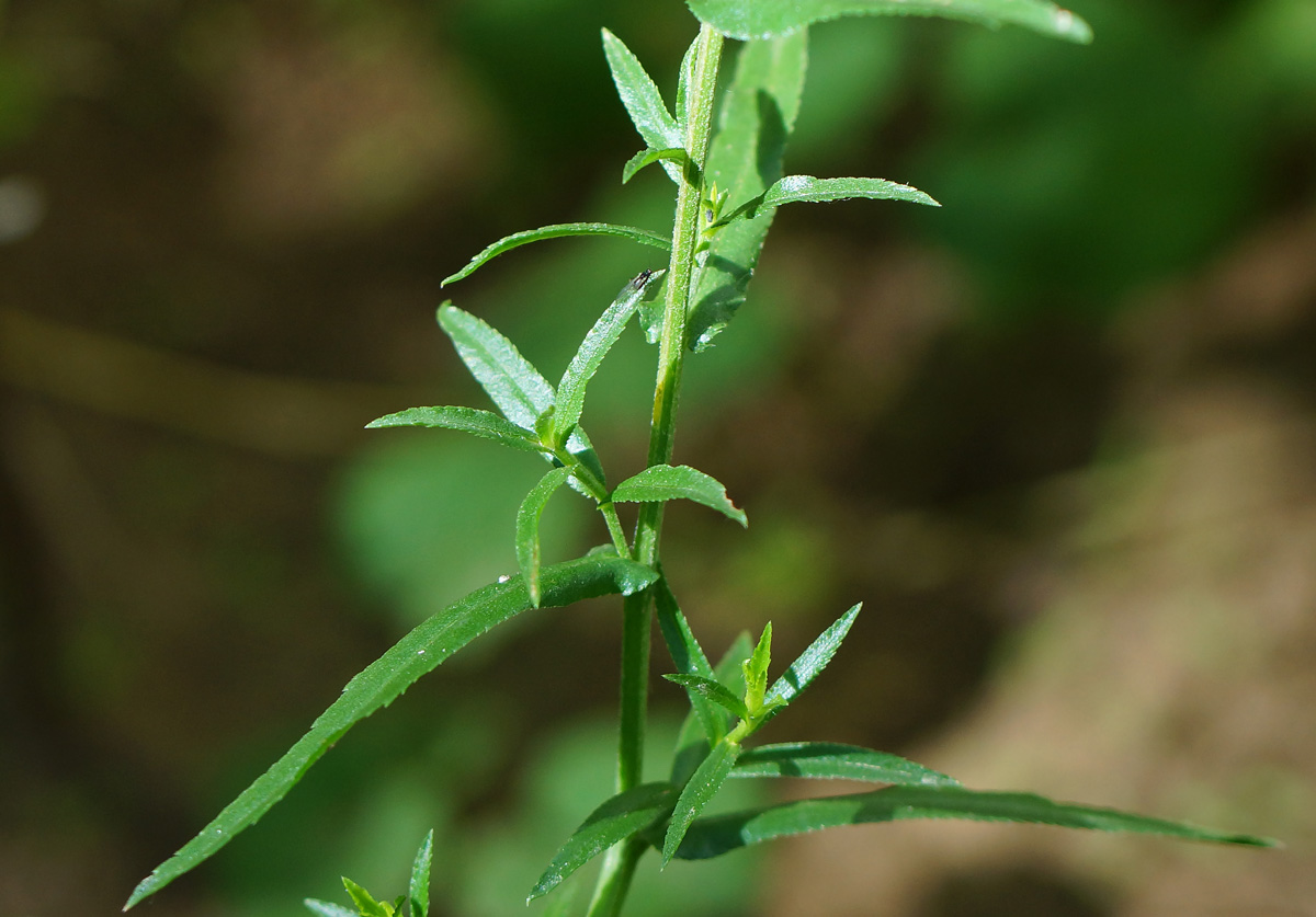 Image of Achillea ptarmica var. multiplex specimen.