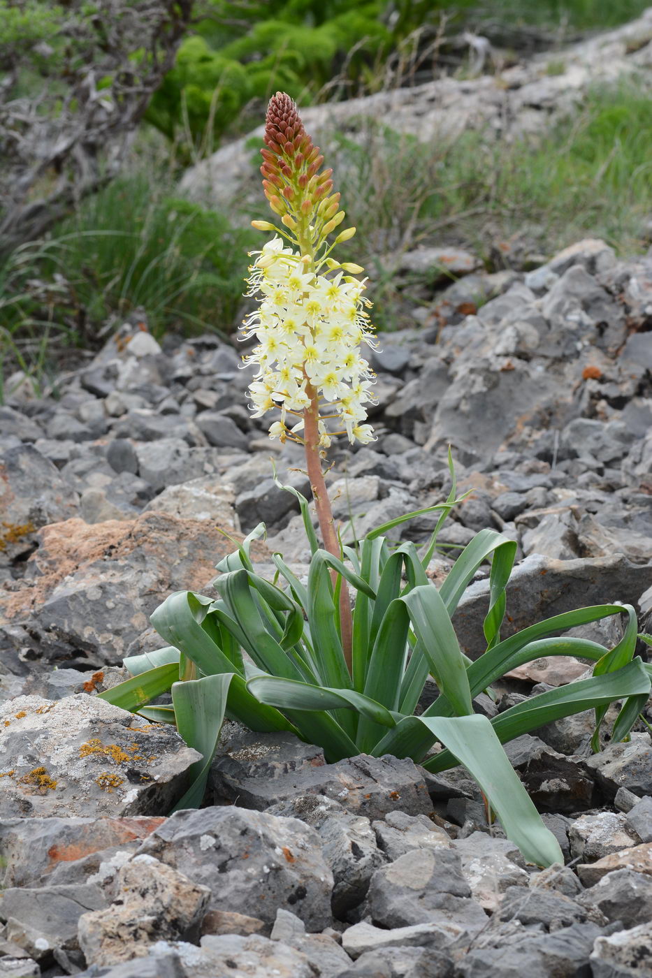 Изображение особи Eremurus lactiflorus.