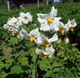 Solanum tuberosum