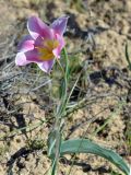 Tulipa suaveolens
