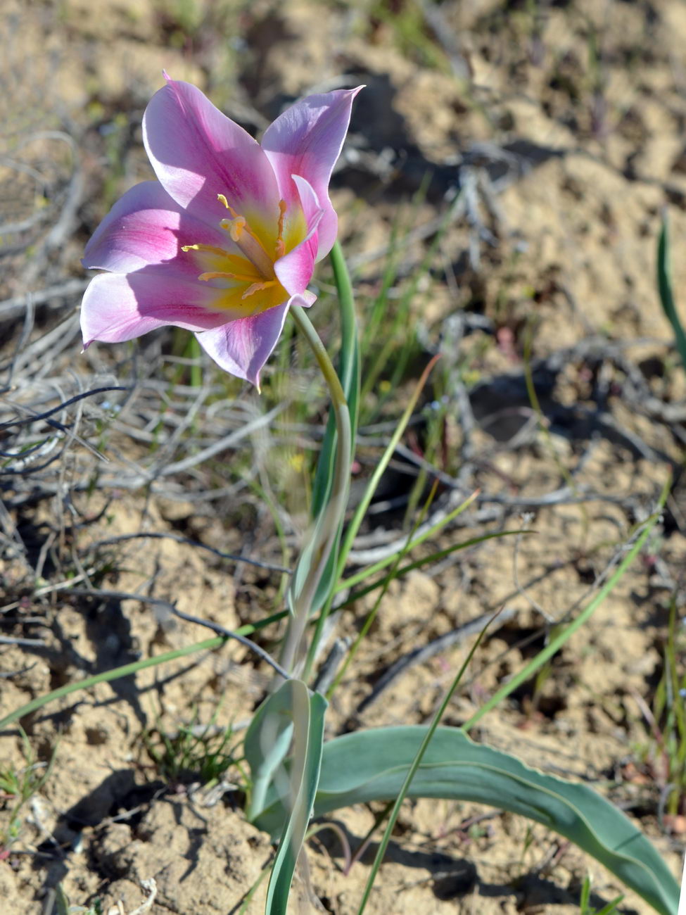 Изображение особи Tulipa suaveolens.