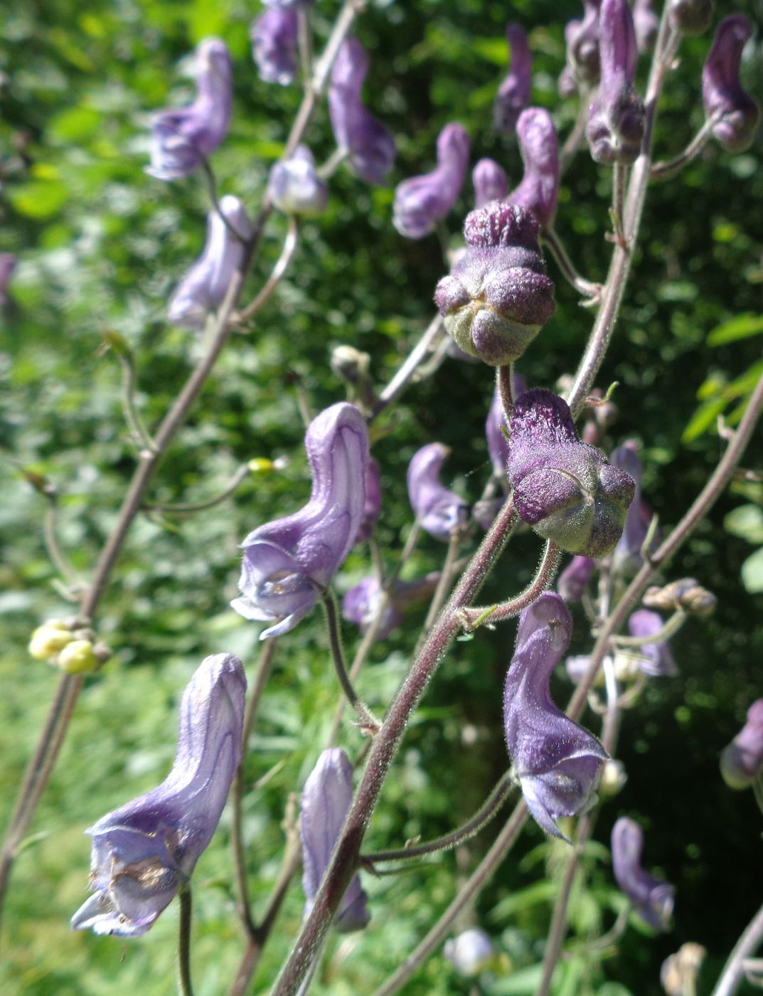 Изображение особи Aconitum septentrionale.