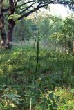 Angelica sylvestris