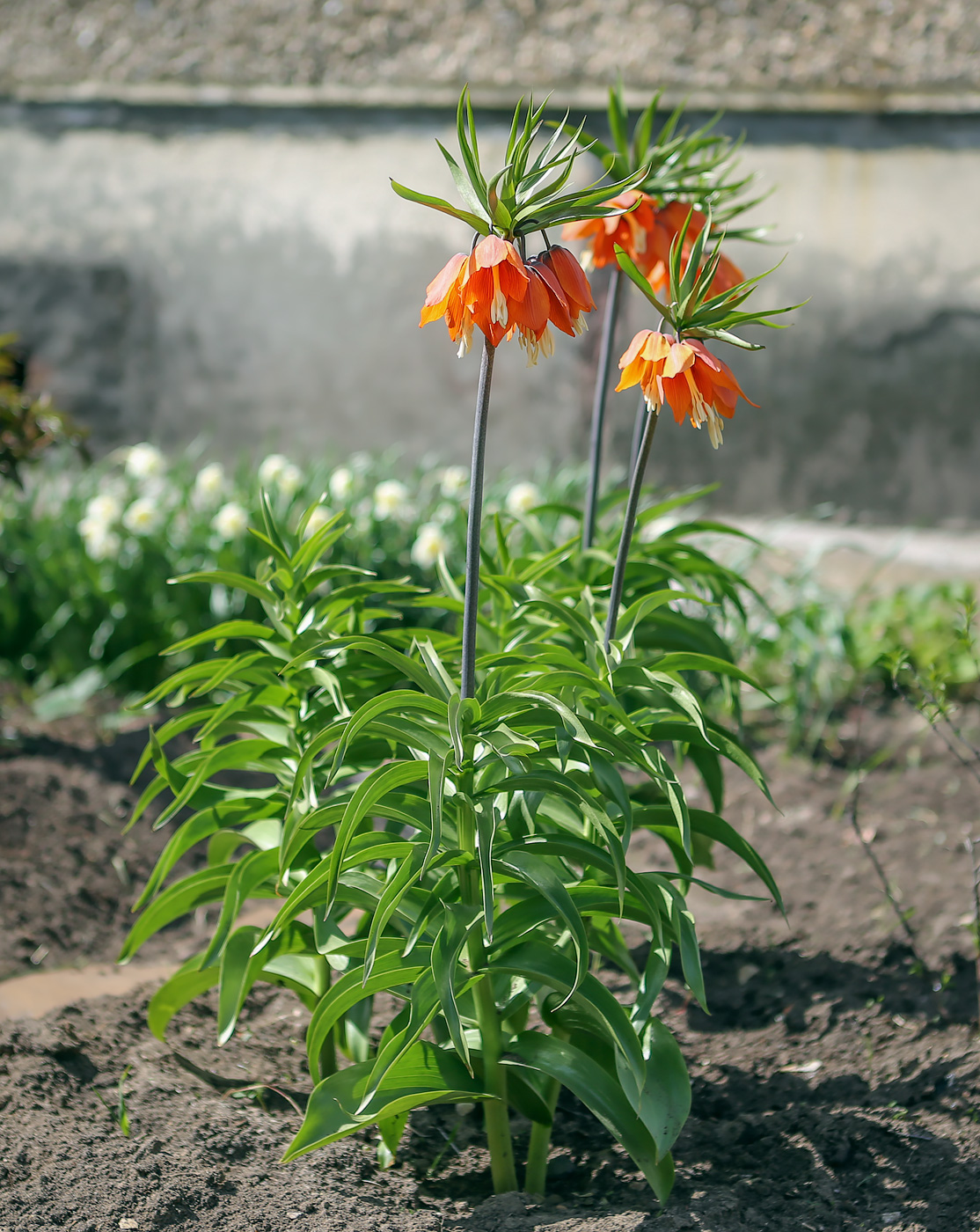 Изображение особи Fritillaria imperialis.