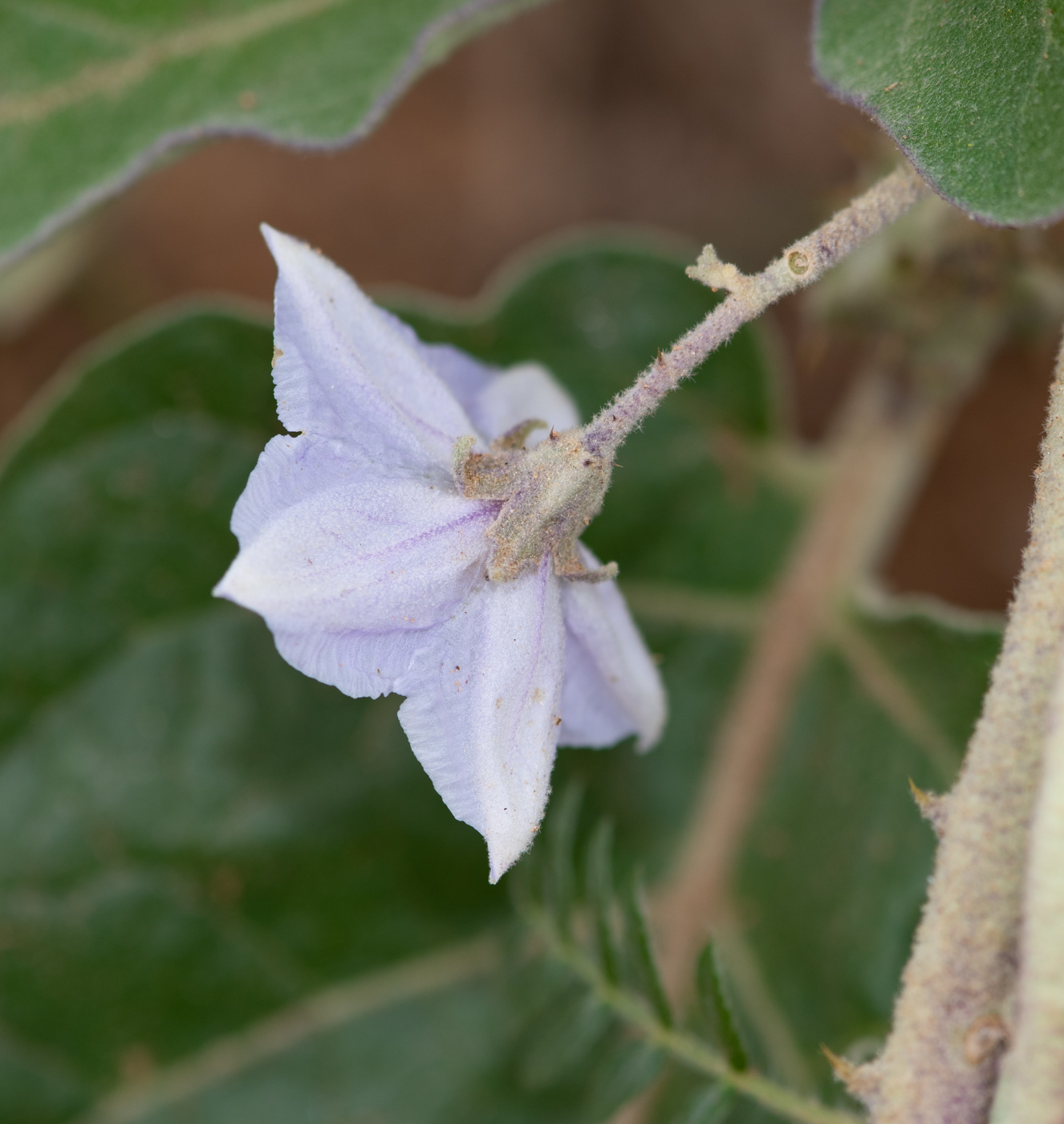 Изображение особи Solanum lichtensteinii.