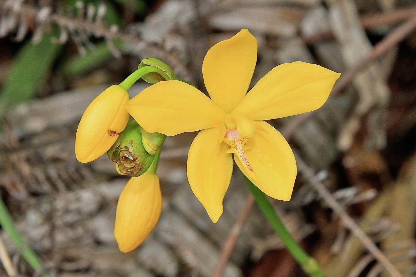 Image of Spathoglottis microchilina specimen.