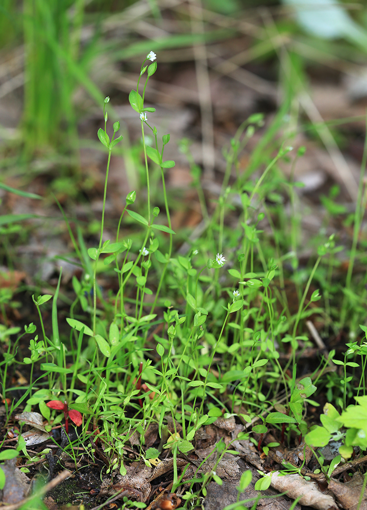 Image of Stellaria undulata specimen.