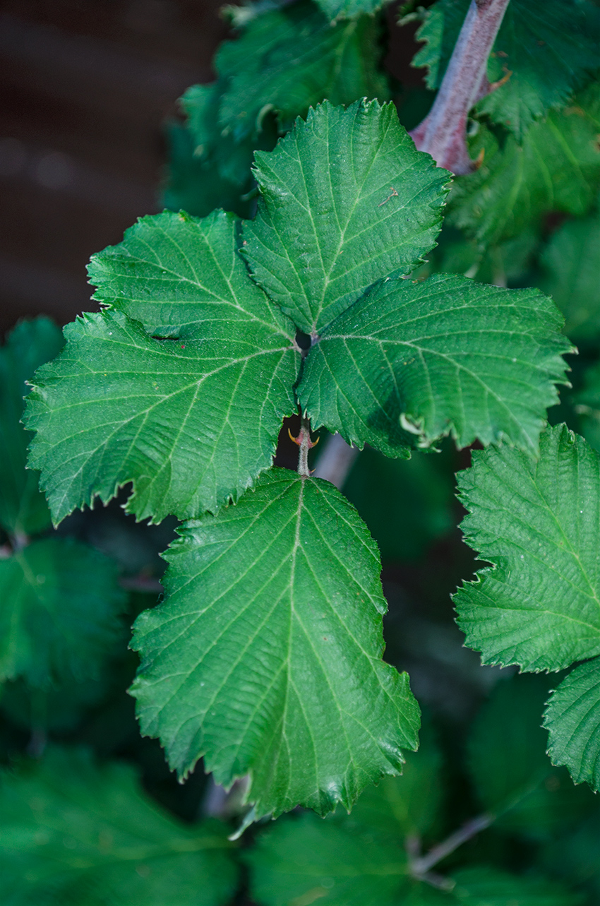 Image of Rubus sanctus specimen.