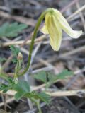 Clematis latisecta