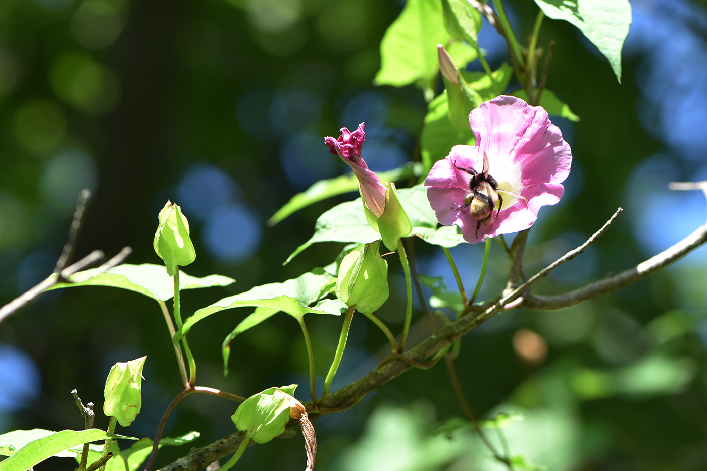 Image of Calystegia inflata specimen.