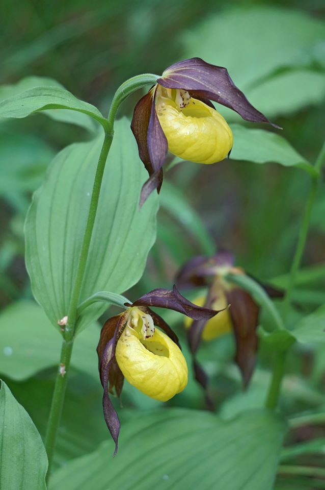 Image of Cypripedium calceolus specimen.