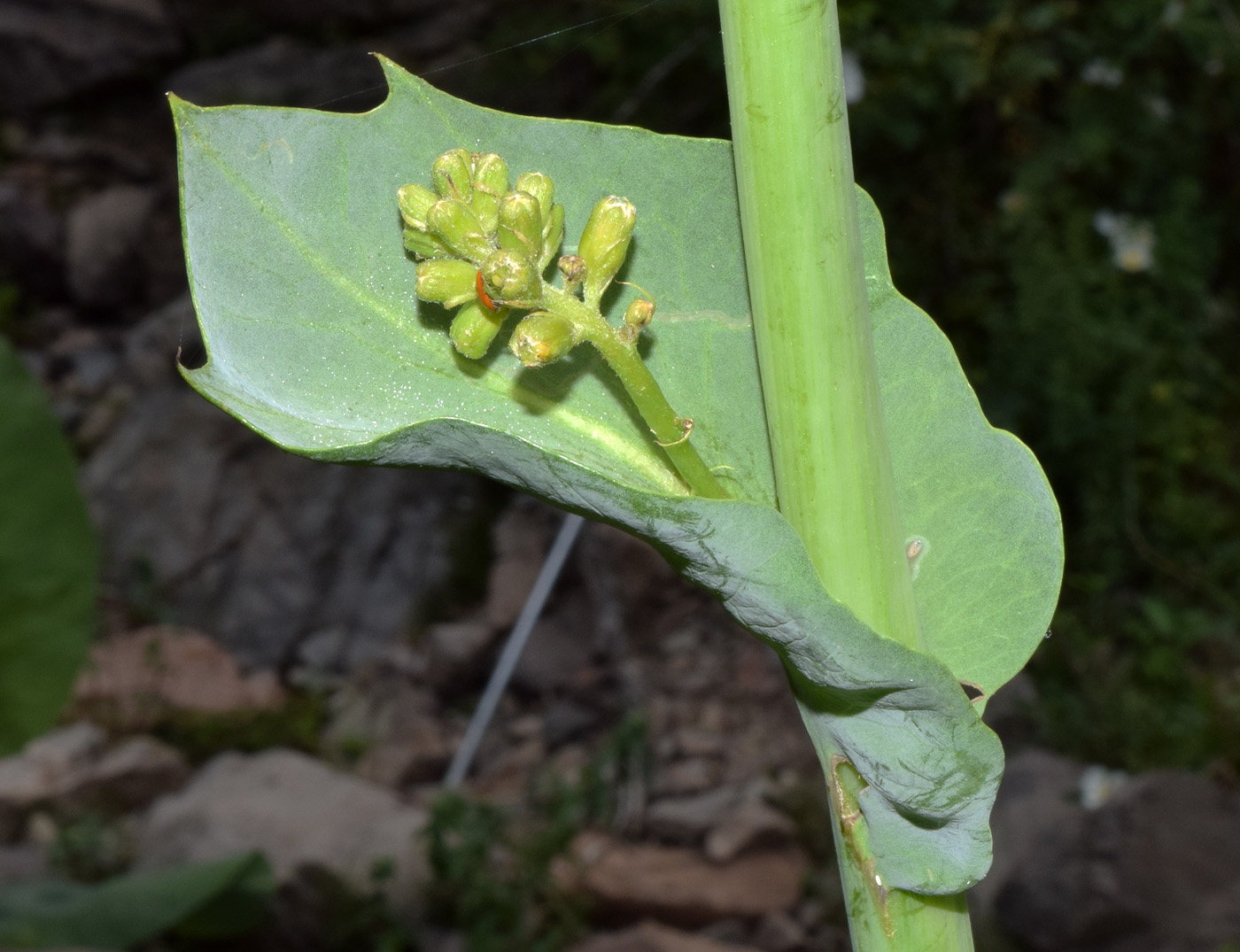 Image of Ligularia heterophylla specimen.