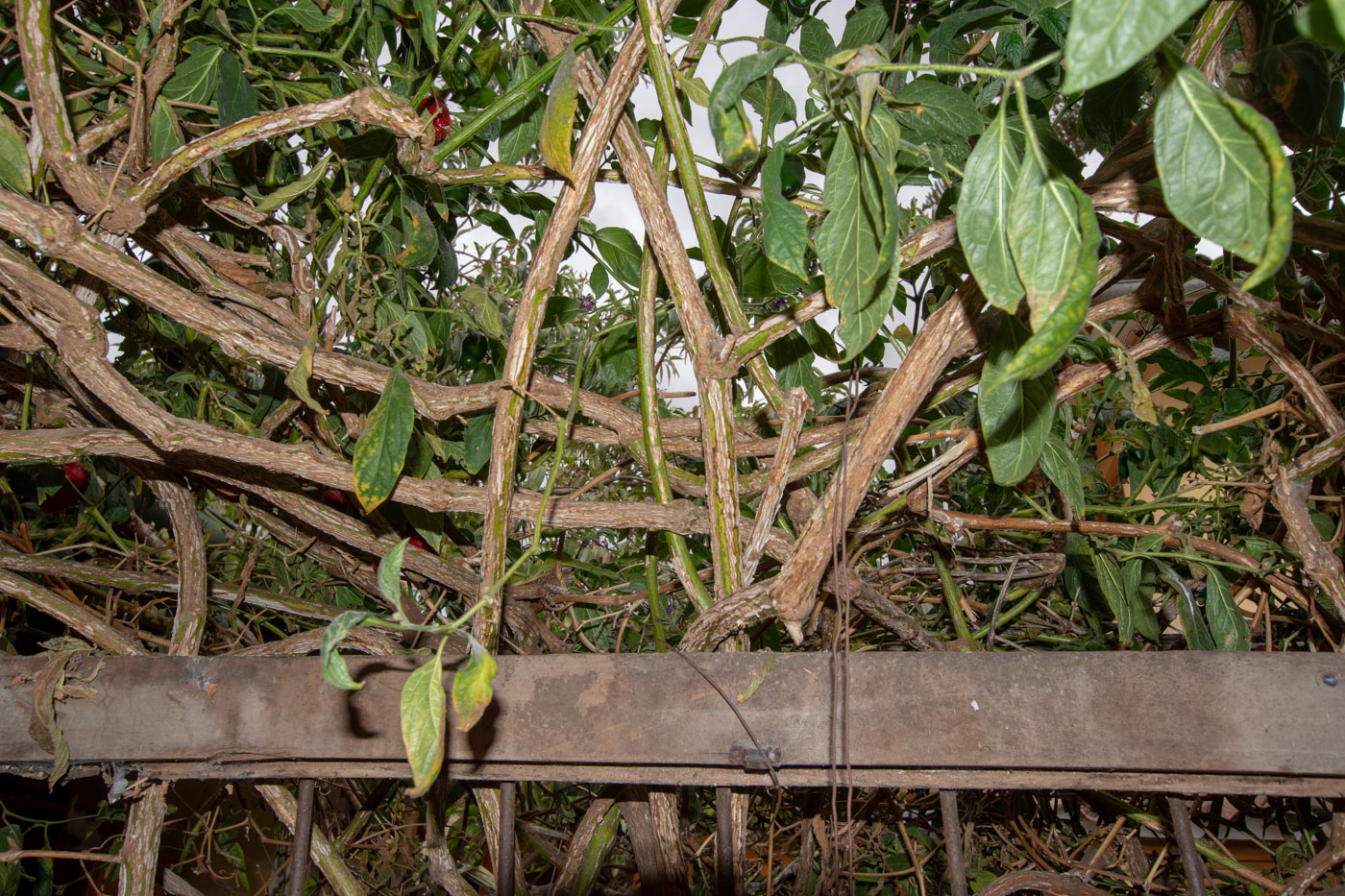 Image of Capsicum pubescens specimen.