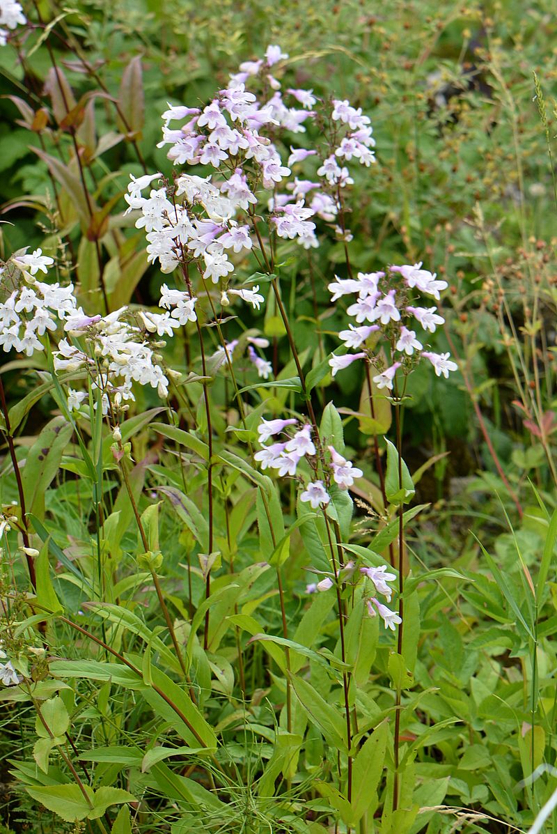 Изображение особи род Penstemon.