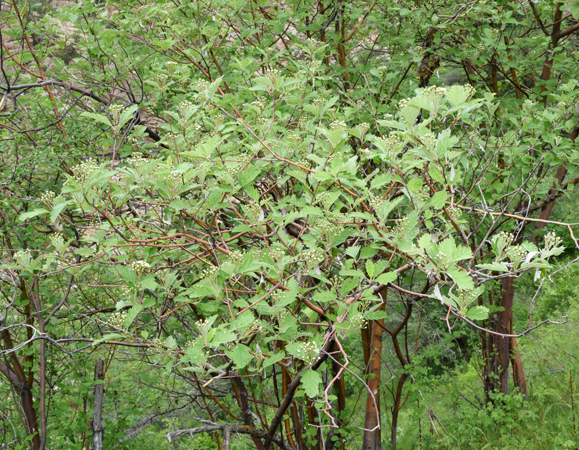 Image of Sorbus persica specimen.