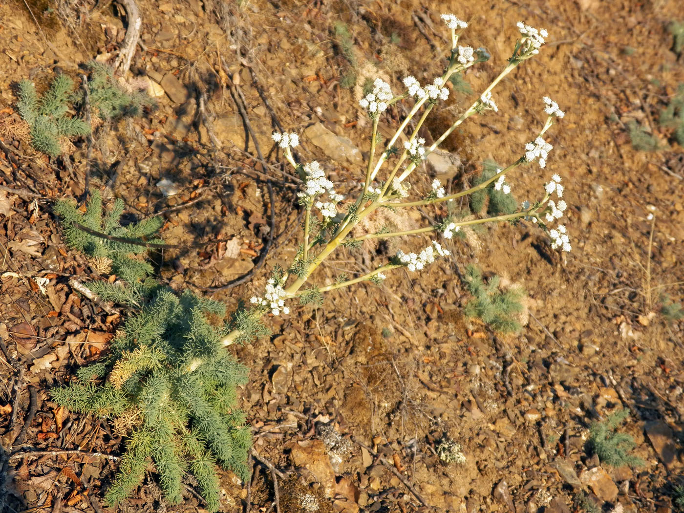 Image of Seseli dichotomum specimen.