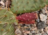 genus Opuntia. Побеги с плодами. Украина, г. Запорожье, частный сектор, клумба. 10.10.2020.